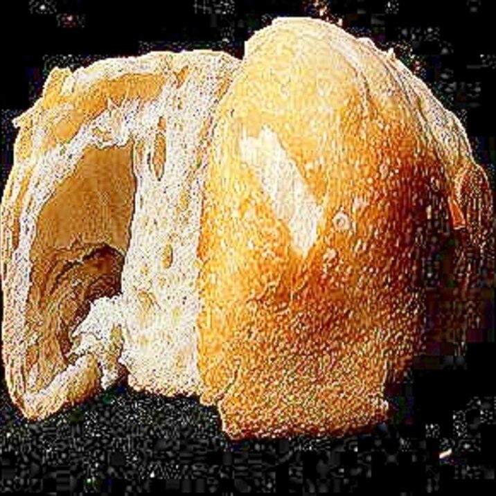 白神こだま酵母ドライGでノンシュガーパターパン半斤